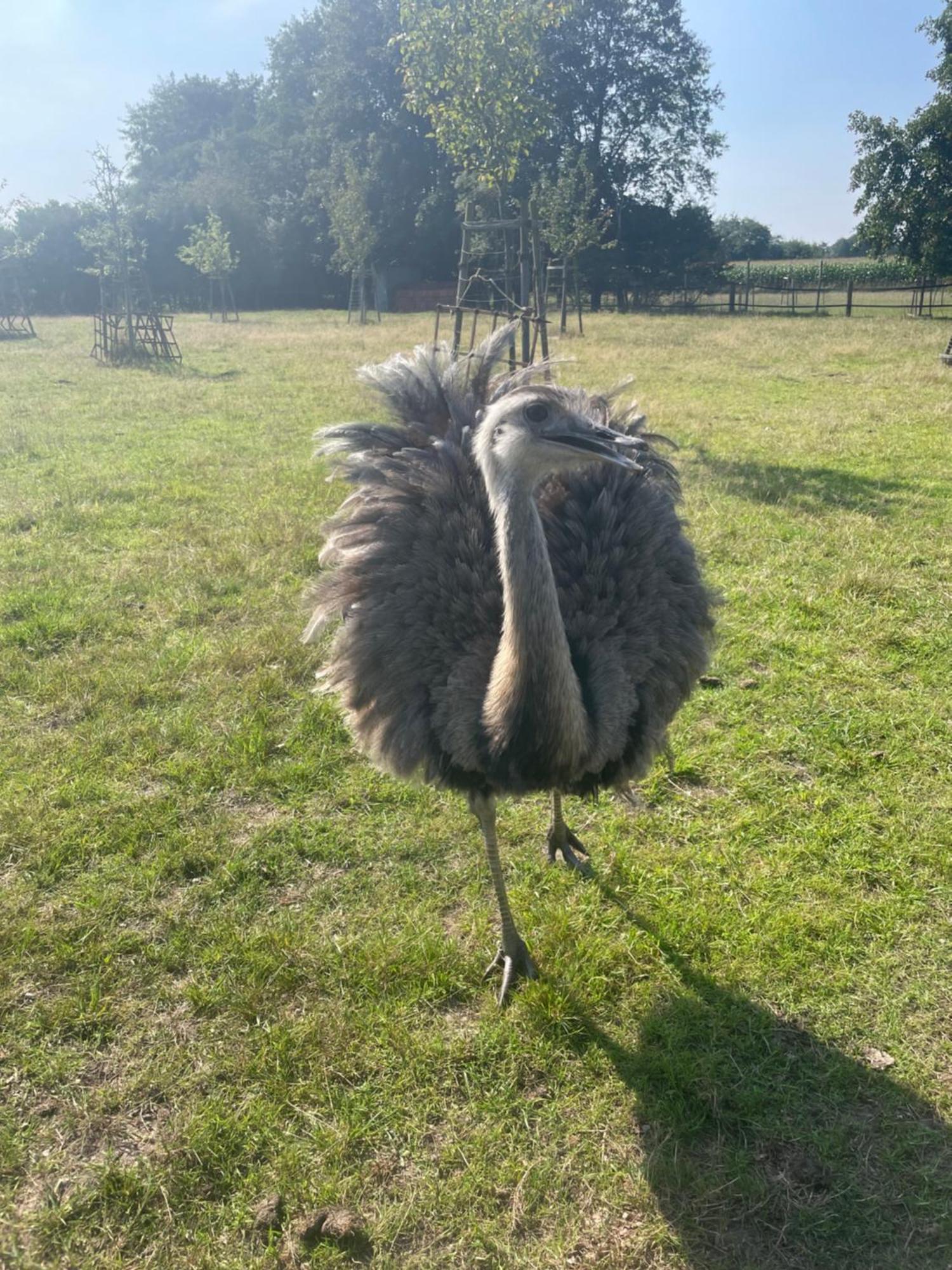 Appartamento Karins Kotte Papenburg Esterno foto